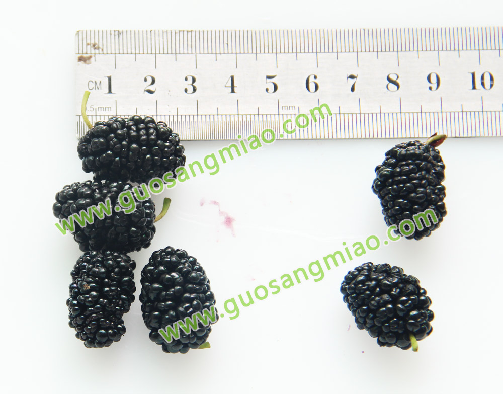 桑葚品种46C019成熟果子尺寸测量